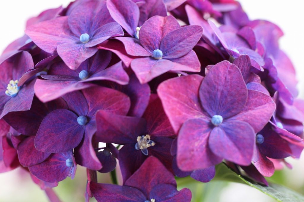 濃紫の紫陽花