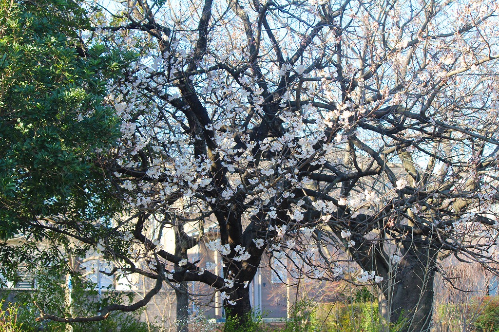 さくらんぼ公園の桜